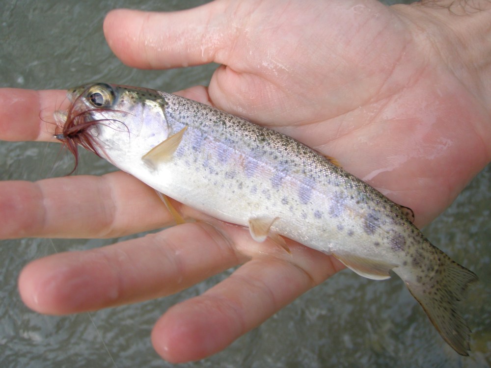 san-gabriel-322-1st-fish3